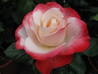 ROSA 14bb