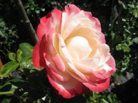 ROSA 15