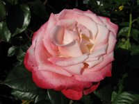 ROSA 15.