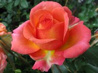 ROSA 16