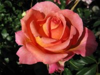 ROSA 17