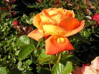 ROSA 2