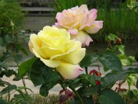ROSA 5