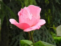ROSA 6