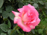 ROSA 7