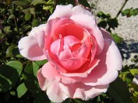 ROSA 8