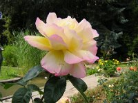 ROSA 9