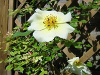 ROSA MARMAID