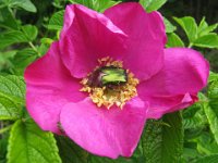 ROSA RUGOSA ..