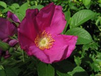 ROSA RUGOSA,