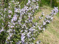 ROSMARINO - ROSMARINUS OFFICINALIS