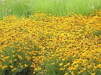 RUDBECKIA FULGIDA 1