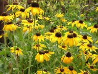 RUDBECKIA FULGIDA 2