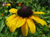 RUDBECKIA FULGIDA 3