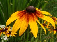 RUDBEKIA FULGIDA