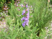 SALVIA - SALVIA OFFICINALIS 1