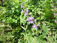 SALVIA - SALVIA OFFICINALIS 2