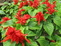 SALVIA SPENDIDA - SALVIA SPLENDES