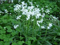 SCILLA - SCILLA HISPANICA 1