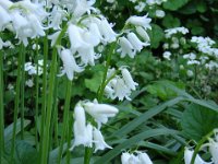 SCILLA - SCILLA HISPANICA 2