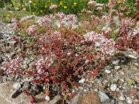 SEDUM WEINBERGII 1