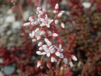 SEDUM WEINBERGII 2