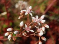 SEDUM WEINBERGII 3