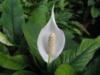 SPATYPHILLUM aracee