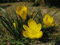STERNBERGIA