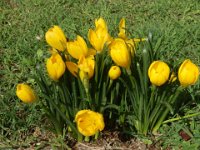 STERNBERGIA.