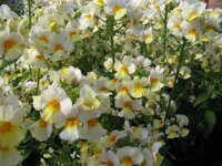 SUNSATIA