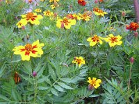 TAGETE - TAGETES LUCIDA