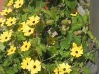 THUMBERGIA ALATA 1