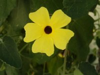 THUMBERGIA ALATA 2
