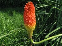 TRITOMA - KNIPHOFIA UVARIA