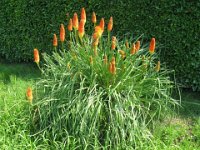 TRITOMA - KNIPHOFIA UVARIA H. 1m liliacee