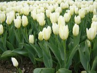 TULIPANI - TULIPA GESMERIANA 1