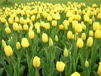 TULIPANI - TULIPA GESMERIANA 2