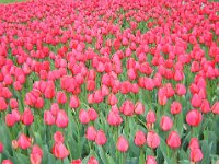 TULIPANI - TULIPA GESMERIANA 3