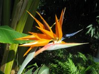 UCCELLO DEL PARADISO - STRELITZIA REGINAE