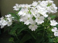 VERBENA 1