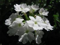 VERBENA 2