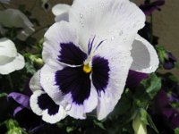 VIOLA 1