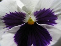 VIOLA 2