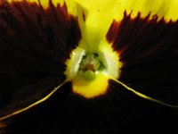 VIOLA 4