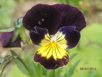VIOLA 5