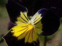 VIOLA 6