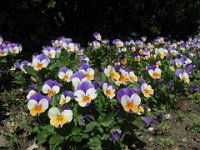 VIOLA TROCOLOR
