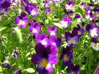 VIOLE DEL PENSIERO - VIOLA TRICOLOR