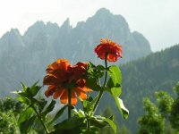 ZINNIA ELEGANS 0